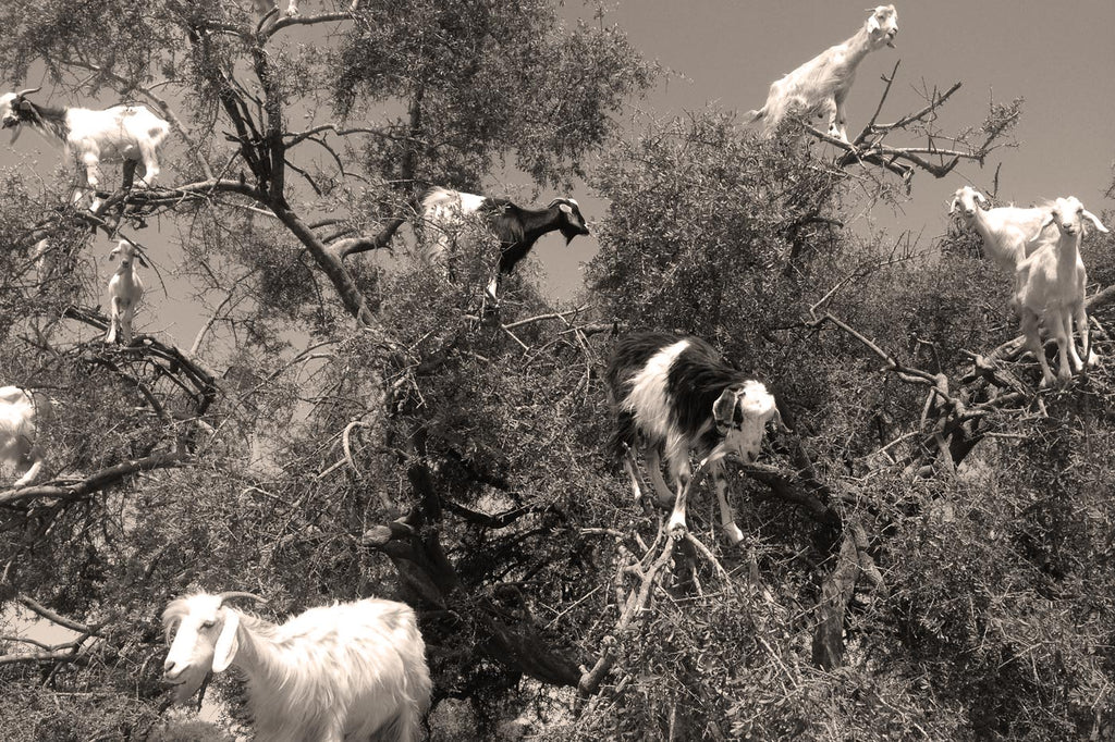 Goats Like Argan. We do Too